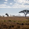TZA MAR SerengetiNP 2016DEC25 SeroneraEast 007 : 2016, 2016 - African Adventures, Africa, Date, December, Eastern, Mara, Month, Places, Serengeti National Park, Seronera, Tanzania, Trips, Year